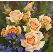Tüplü Kordes Rosen Kokulu Sweet Honey Gül Fidanı