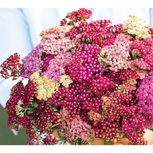 20 Adet Red Shades Yarrow Tohumu