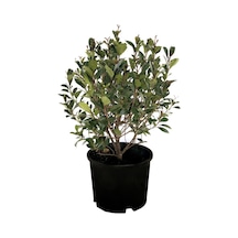 Bodur Alev Çalısı Fidanı photinia Fraseri Nana ‘red Robin’