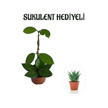 Kadınlar Gününe Özel Beyaz Renk Hoya-mum Çiçeği Sukulent