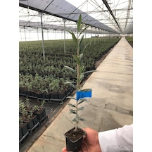 Arbequina Zeytin Fidanı