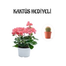 Hediyelik Toz Pembe Sardunya Çiçeği Sevgililer Gününe Özel Kaktüs Hediyeli