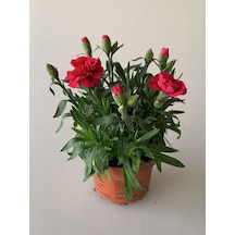 Kokulu Karanfil Çiçeği Kırmızı-pembe 3 Adet Saksılı Bodur Tür 15-25cm Dianthus