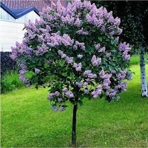 Leylak Çiçeği Fidanı Kokulu Tüplü 30-50 Cm