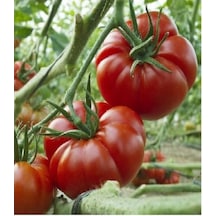 30 Adet Tohum Erkenci Iri Marmande Domates Tohumu Domates Tohumu Organik Saksı Topralı..