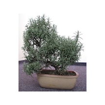Biberiye Bonsai Ağacı 10 Tohum Saksı Toprak Seti