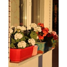 Videolu Beyaz Sardunya 10 30 Cm 1 Adet Saksılı Çiçekli Bodur Bitki Geranium
