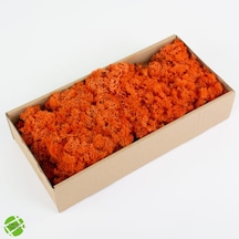 Trend Bahçe Reindeer Moss Turuncu Şoklanmış Norveç Yosunu 500 G