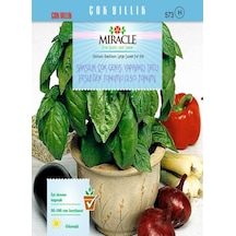 Miracle Saksılık Çok Geniş Yapraklı Tatlı Fesleğen Tohumu 250 Toh