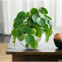 Pilea Çiçeği - Çin Para Bitkisi 5787