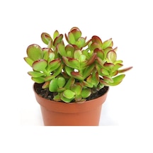 Nura Botanik Crassula Ovata, Para Çiçeği, Şans Agaçı Large
