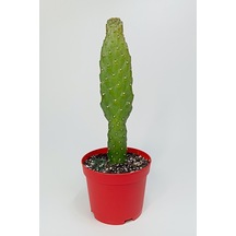 Consolea Rubescens İnce Uzun Kaktüs Özel Tür Yassı Sütun 8.5 Cm K