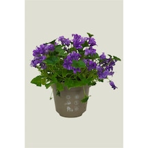 Maviş Çiçeği | Campanula Fidanı