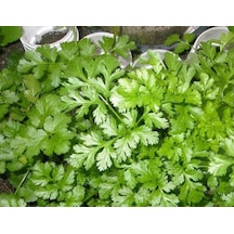 Kişniş Tohumu - Aksel 10 Gr