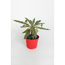 Dorstenia Foetida Özel Tür Nadir İlginç Sukulent 8.5 Cm Kırmızı S