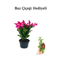 Anneler Gününe Özel Pembe Renk Yılbaşı Buz Çiçeği Hediyeli