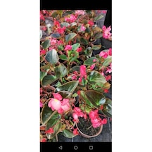 Begonya Çiçeği Fidanı 10-20 Cm Pembe