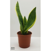 Serada Decor & Plant Paşa Kılıcı Sansevaria Peygamber Kılıç Çiçeği 35 Cm Canlı