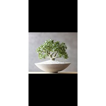 Beyaz Oval Taş Saksıda Para Bonsai Ağacı