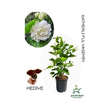 Yoğun Kokulu Katmerli Ful Yasemin Çiçeği 1 Adet Saksılı 40-60cm Jasminum Sambac
