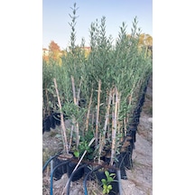 Bodur İspanyol Arbosana Zeytin Fidanı 120-150 Cm 10 Adet