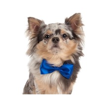 Show Tech Kedi Köpek Renkli Papyon Aksesuar 10 Adetli Paket