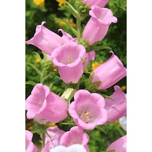 Dashing Look Pembe Renkli Çan Çiçeği / 20 Adet Çiçek Tohumu Th-thmcmthm325
