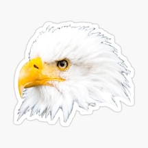 Araba Için Kartal Oto Sticker Yapıştırması Etiket 17Cm W8