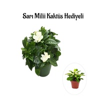 Kadınlar Gününe Özel Yoğun Kokulu Gardenya Çiçeği Sarı Milii Kaktüs Hediyeli