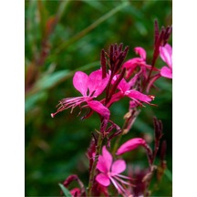 Gaura Çiçeği 5 Adet Saksılı/ Tüplü 40-70cm Çok Yıllık Dış Mekan Çiçeği Gavura Çiçeği