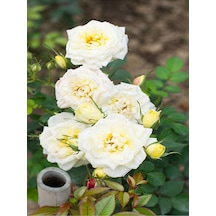Krem Beyazı 2 Adet Yediveren Kokulu Gül Fidanı Saksılı 50-75 Cm Cream White Rose