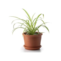 Kurdele Çiçeği Chlorophytum Comosum Variegatum 20-40cm