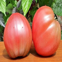 Dwarf Purple Heart Domates Tohumu 15 Tohum