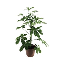 Videolu 1 Adet Hediyelik Tek Dal Yeşil Şeflera Çiçeği 50-80 Cm Saksılı Iç Mekan Bitkileri Schefflera
