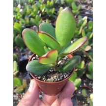 Para Ağacı Kaktüs Sukulent Crassula Ovata - Para Çiçeği Ev Bitkisi