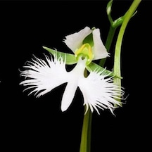 Japon Radiata Orkide Çiçeği Tohumu 5 Tohum +