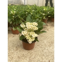 Videolu Milli Dikenler Tacı Beyaz Çiçekli 15 45 Cm Saksılı Kaktüs Euphorbia
