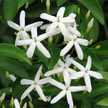Arap Yasemin 70 Cm+ Boy Jasminum Sambac