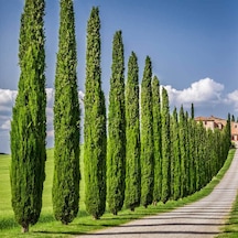 Akdeniz Servisi Tohumu 1000 Adet