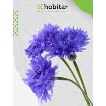 Hobitar Mavi Kantaron Çiçek Tohumu 440 Adet