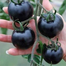 Siyah Domates Tohumu 10 Adet Tohum Black Tomato