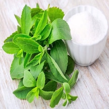 Doğal Tıbbı Aromatik Şeker Otu Stevia Fidesi 3 Adet