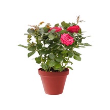 Yediveren Kokulu Pembe Renkli 20 40 Cm 2 Adet Aşılı Gül Pink Rose