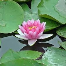 1 Adet Tohum Nadir Bulunan Pembe Lotus Su Çiçeği Tohumu Nilüfer Ç