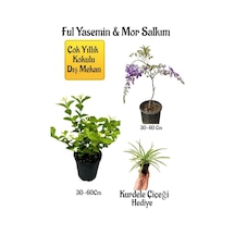 Kokulu Ful Yasemin Çiçeği+mor Salkım Ağacı Fidanı Kurdele Çiçeği Peyzaj Seti