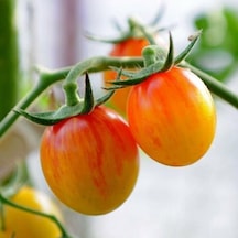 Süper Süpernova Cherry Domates Tohumu 15 Tohum 1 Paket