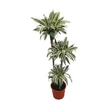 Dracaena Fragrans 'white Jewel' Ø24 Cm Y125-150 Cm