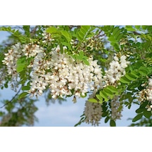 Akasya Fidanı Beyaz Çiçekli Yalancı Akasya - Robinia Pseudo-acacia 5 Adet