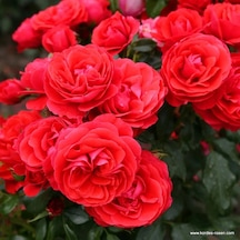 2 Yaş Cherry Girll Kırmız İthal Gül Fidanı