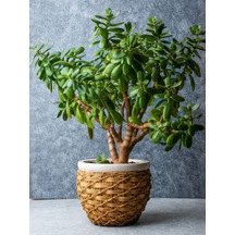 Videolu Para Çiçeği 20 40 Cm 1 Adet Saksılı Iç Mekan Bitkisi Crassula Ovata